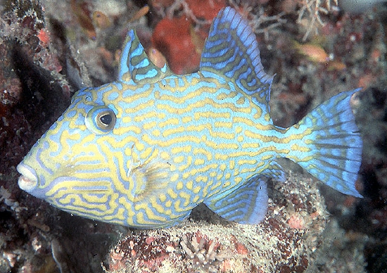  Pseudobalistes fuscus (Blueline Triggerfish, Yellow-spotted Triggerfish, Rippled Triggerfish, Blue and Gold Triggerfish)